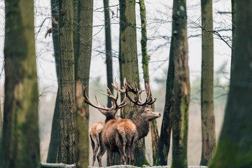 Two red deer stag (cervus elaphus) between tree trunks of winter deciduous forest.