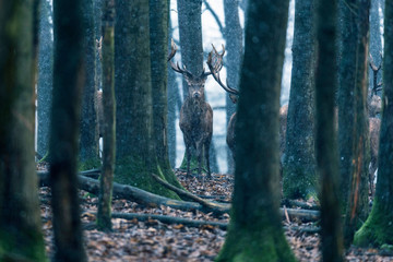 Fototapeta premium Red deer stag between tree trunks in winter forest with snowfall.