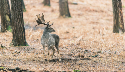 Fallow deer buck (dama dama) in autumn pine forest.