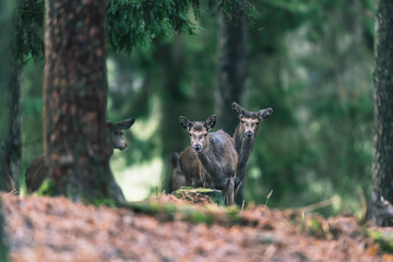Small group of red deer females in pine forest.