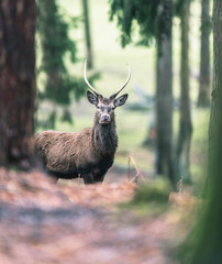 Red deer with pointed antlers in pine forest.