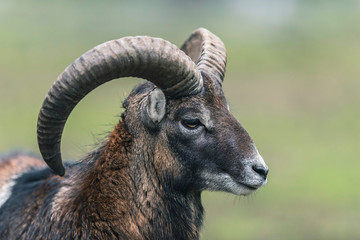 Mouflon ram with big horns. Close-up portrait. Side view.