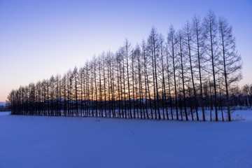 厳冬期の雪原にたたずむ林