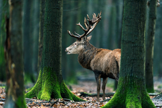 Solitary red deer stag standing between mossy tree trunks in forest.