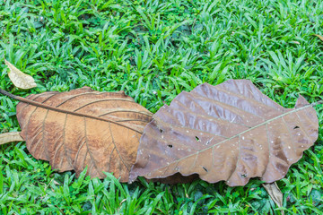 The old leaves on grass in tropical forest.