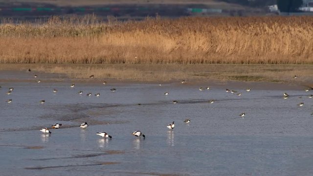 Shell ducks, Lapwing and golden pluver feeding on mud flats at low water.