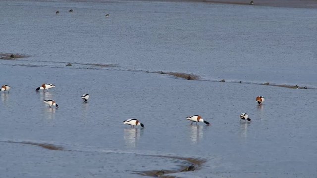 Shell ducks, Lapwing and golden pluver feeding on mud flats at low water.
