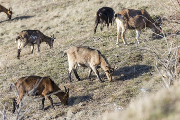 Naklejka na ściany i meble alpine goats grazing on pasture field
