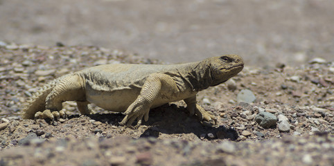 The Egyptian Mastigure (Uromastyx aegytius) is the largest lizard in Israel, it can reach a length of up to 80 cm and weigh up to 3 kg