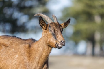 goat head close up 