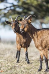 goats on pasture