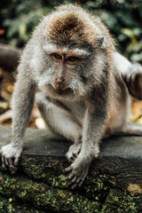 Monkey, Bali