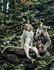 Monkeys, Bali