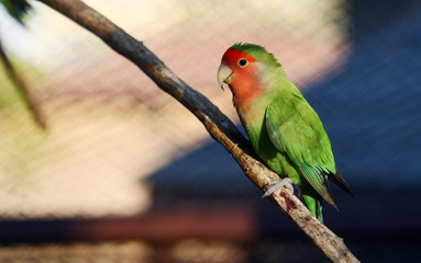 Peach-faced lovebird or Rosy-faced lovebird standing on a branch