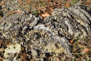 Vespula vulgaris. Destroyed hornet's nest. Drawn on the surface of a honeycomb hornet's nest. Larvae and pupae of wasps.