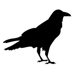 Vector image of a silhouette of a raven on a white background