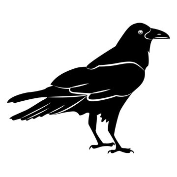 Vector image of a silhouette of a raven on a white background