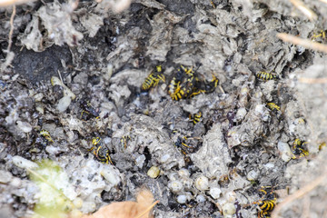 Vespula vulgaris. Destroyed hornet's nest.