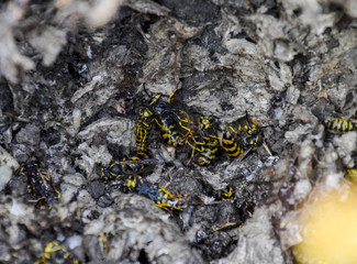 Vespula vulgaris. Destroyed hornet's nest.