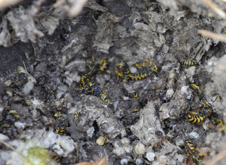 Vespula vulgaris. Destroyed hornet's nest.