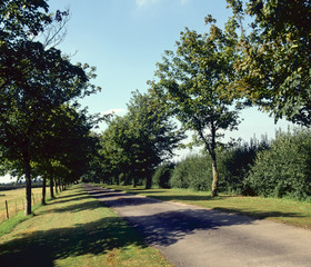 Fototapeta premium Single track country lane between trees