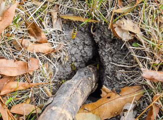 Wasps fly into their nest. Mink with an aspen nest. Underground