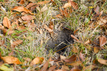 Wasps fly into their nest. Mink with an aspen nest. Underground