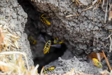Wasps fly into their nest. Mink with an aspen nest. Underground