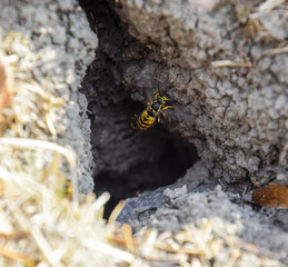 Wasps fly into their nest. Mink with an aspen nest. Underground