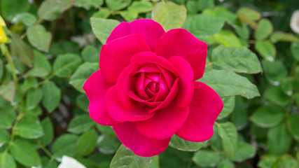 Red roses flower in the garden.