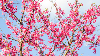 Obraz na płótnie Canvas Pink cherry blossom (sakura) in a garden.