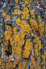 Mossy oak bark close-up