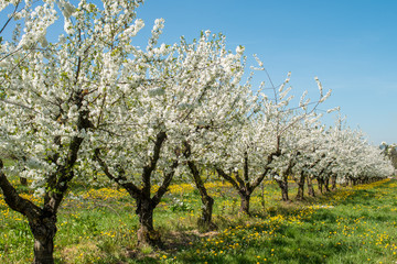 Blühende Apfelbäume in einer Apfelplantage