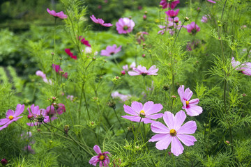 A summer flower garden border packed with profuse mauve cosmos flowers and foliage