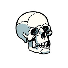 human skull isolated on white background