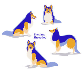 Vector illustration of Shetland Sheepdog or Shetland Collie in different poses isolated on white background.