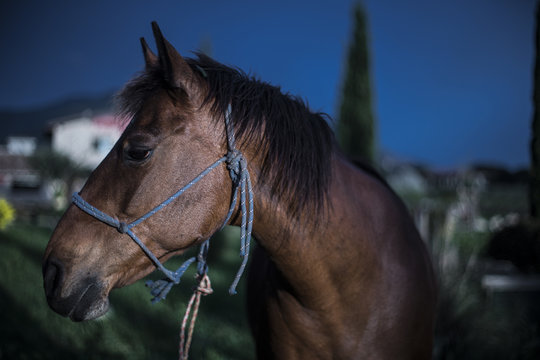 Cavallo maremmano tolfetano