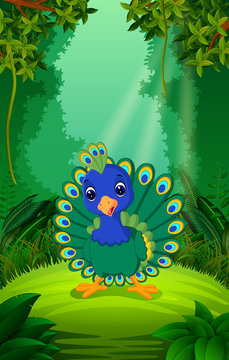 Peacock in the clear and green forest