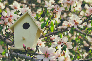 Little birdhouse in spring over blossom cherry tree.