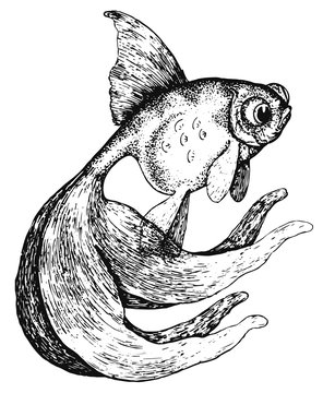 Goldfisch - Carassius auratus - goldfish