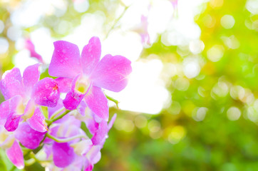Colorful Orchid flower background, Elemnt of design,select focus