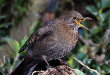 Female Blackbird.