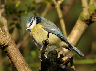 Obraz premium The Eurasian blue tit is a small passerine bird in the tit family Paridae. It is easily recognisable by its blue and yellow plumage and small size.