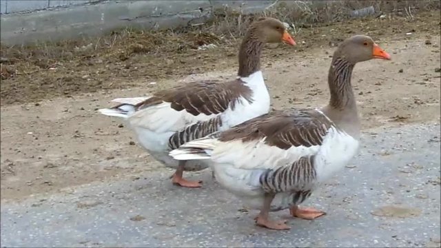 domestic geese in a village

