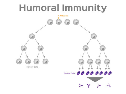 Humoral Immunity Vector / White Blood Cell