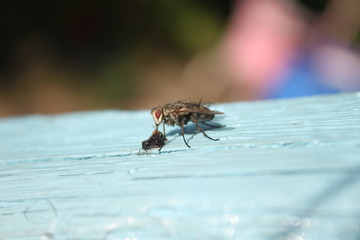  fly