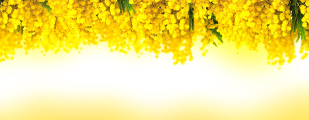 Mimosa flower bloom panoramic background. Greeting card template. Shallow depth. Copy space - 191735940