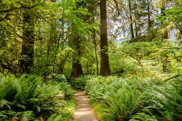 Path in the rainforest, Washington