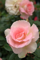 ピンクのバラの花