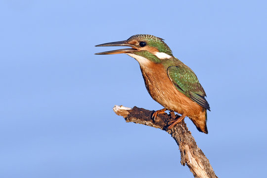Eisvogel (Alcedo atthis) - Common kingfisher